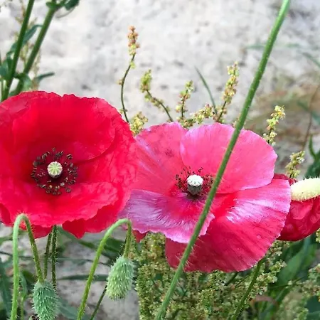 Haus Am Fluss Und Gartow