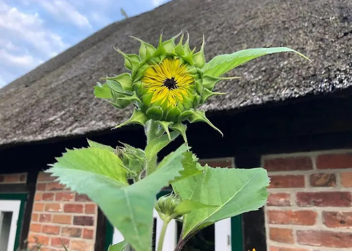 Semesterbostad Haus Am Fluss Und